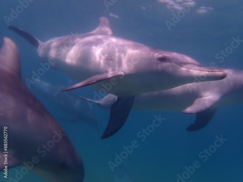 Underwater wildlife; Bottle-nosed dolphins