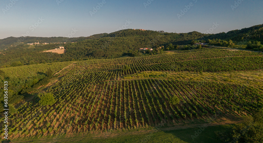 Vineyard plantation in Croatia. Beautiful Field with Sunset Light and Mountain in Background