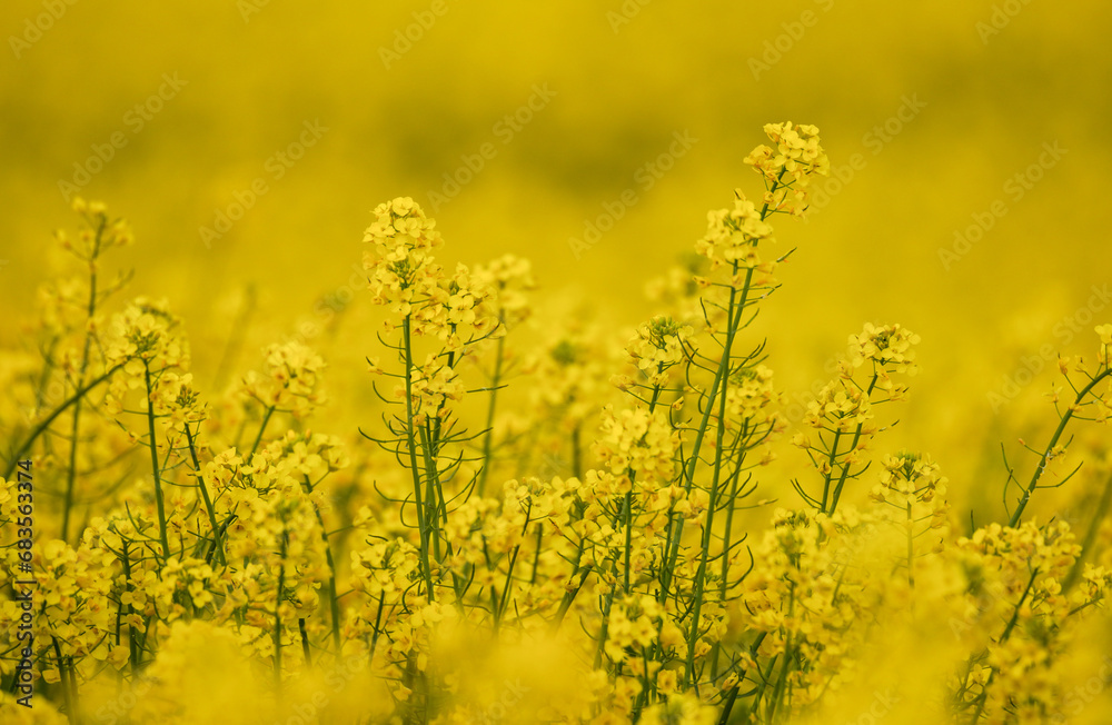 Beautiful Close up Blooming Rapeseed Field. Yellow Color of Plants in Sunny Day. Using for Vegetable Oil and Fuel. Beautiful Close up Blooming Rapeseed Field. Yellow Color of Plants in Sunny Day. Using for Vegetable Oil and Fuel.