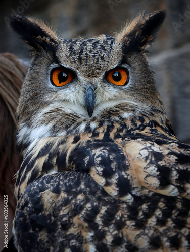 Diva Owl