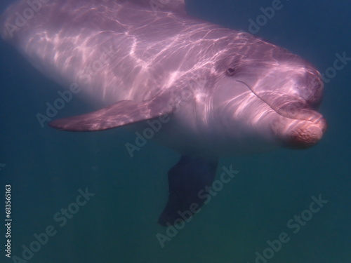 Underwater wildlife; Bottle-nosed dolphins