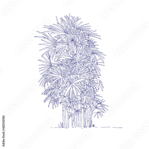 Lady palm, Bamboo palm Tree Drawing