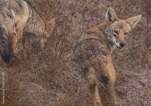 2 coyotes hunting in the brush, one looks at camera