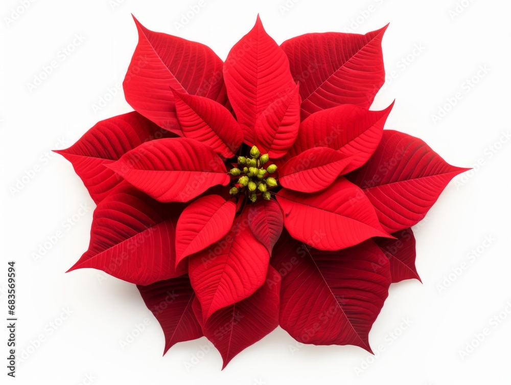 Obraz premium Stunning Close-up of Christmas Poinsettia Isolated on White: An Exclusive Look Generative AI
