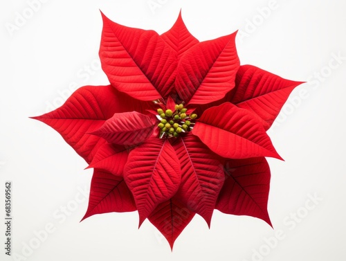 Unveiling the Radiance of Christmas Poinsettia - A Perfect Addition to Your Festive Decor! Generative AI