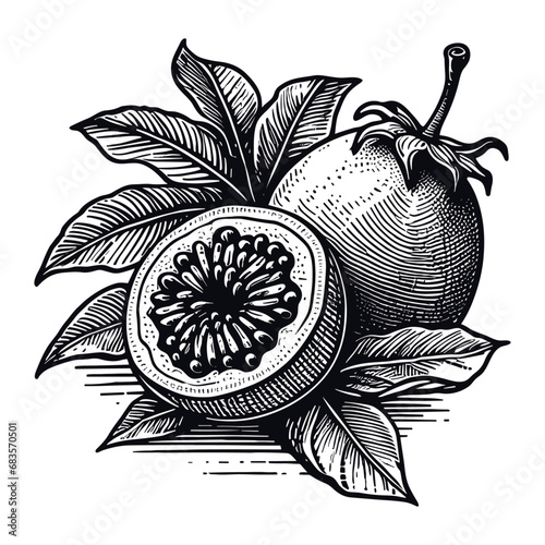 passion fruit, maracuja sketch