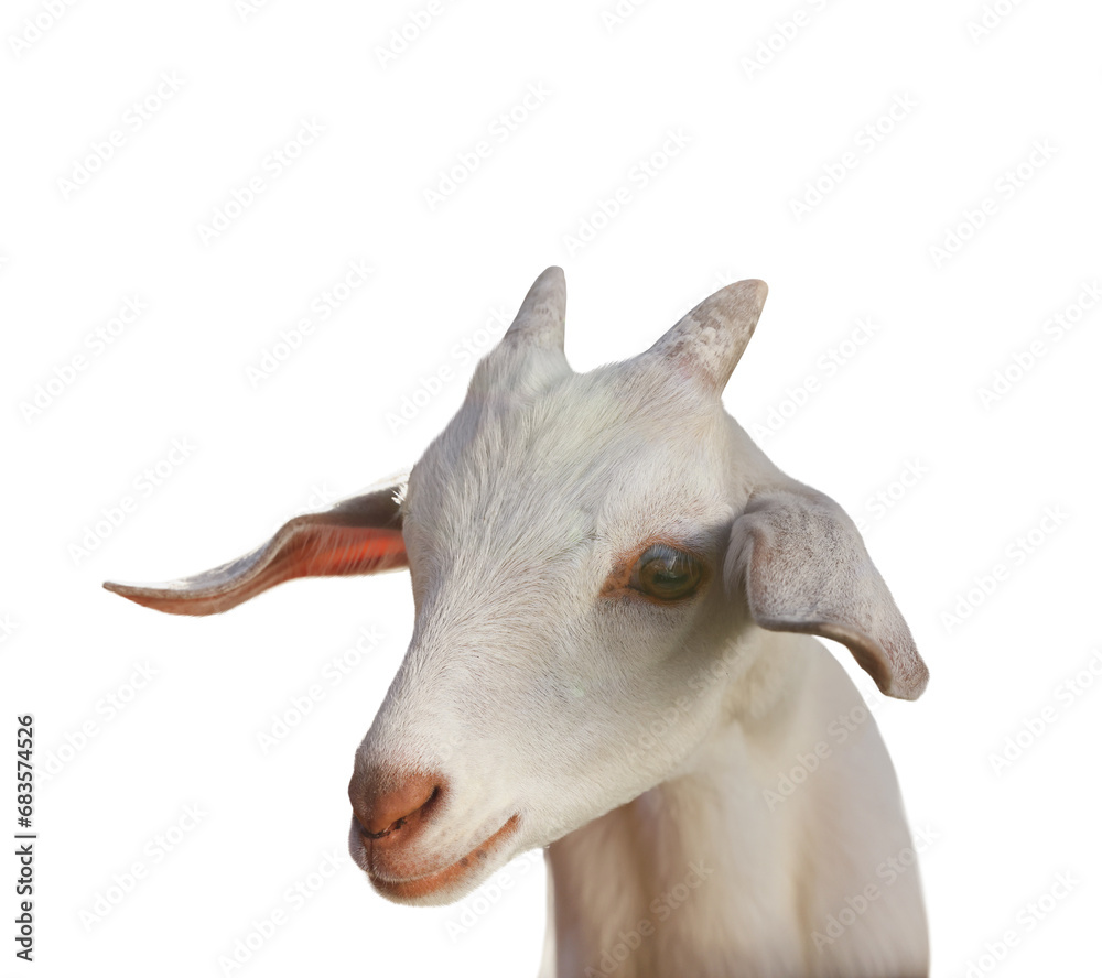 Cute goat isolated on white. Farm animal Cute goat isolated on white. Farm animal