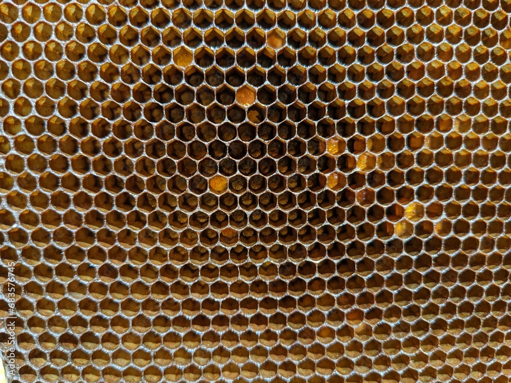 Honeycombs with natural healthy bees wax texture. Closeup of hexagonal bee wax cells structure on wooden frames, new ones are yellow and the older are darker