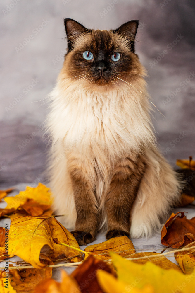 antumn ragdoll cat portrait