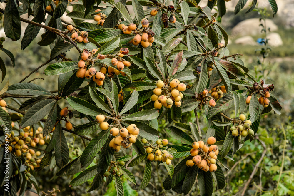 Japanese Nisperos (Eriobotrya japonica) ripe and ready to harvest from the tree. Fresh consumption, and also mixed with other fruits in salads or fruit cups. Japanese Nisperos (Eriobotrya japonica) ripe and ready to harvest from the tree. Fresh consumption, and also mixed with other fruits in salads or fruit cups.