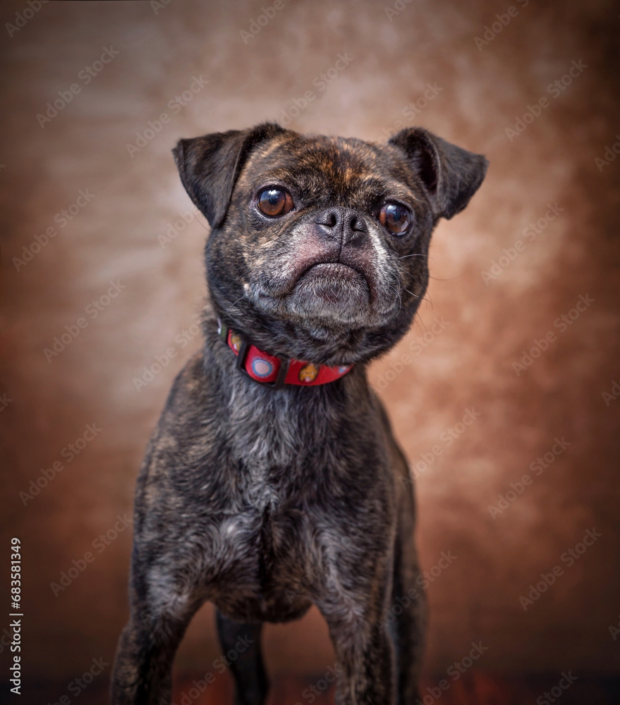 studio shot of a cute dog on an isolated background studio shot of a cute dog on an isolated background