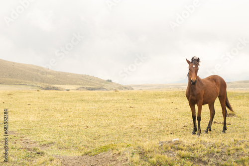 wild horses