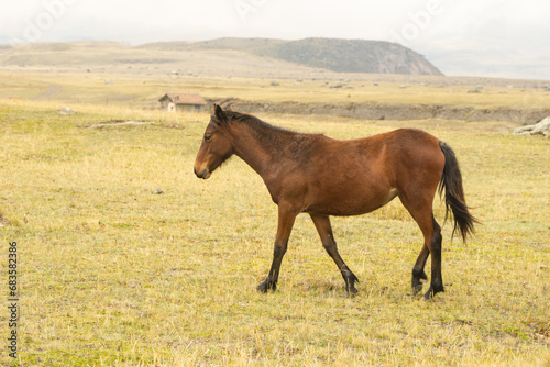 wild horses