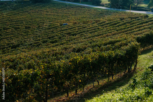 landscapes of the Piedmontese Langhe. the vineyards of serralunga d'alba in the autumn of 2023, immediately after the grape harvest photo