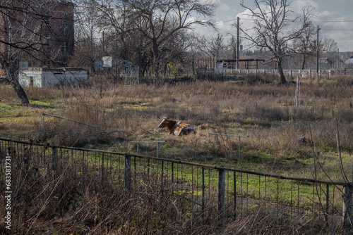 Izyum, Ukraine - November 10, 2023, a cow lies and rests in the field photo