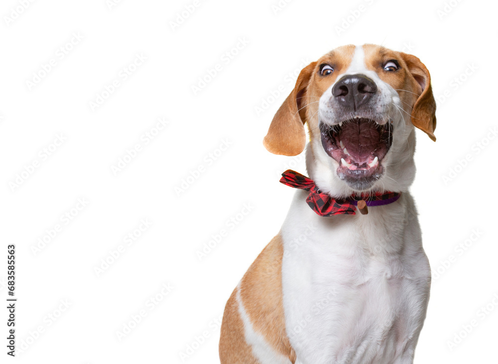 studio shot of a cute dog on an isolated background