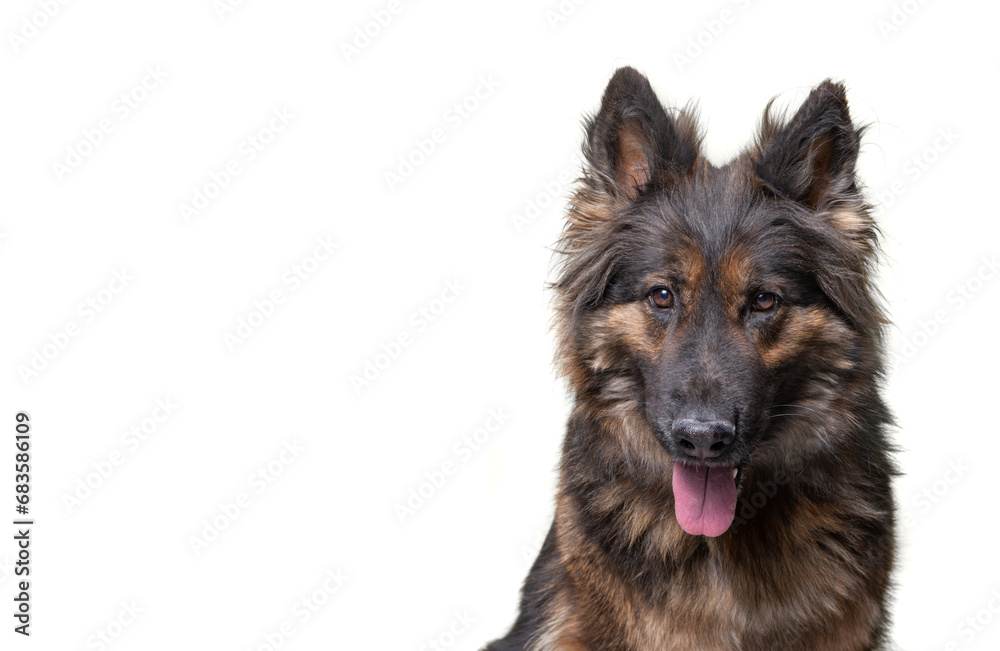studio shot of a cute dog on an isolated background studio shot of a cute dog on an isolated background