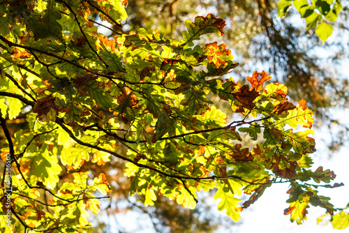 Green oak leaves turning red in autumn on branches