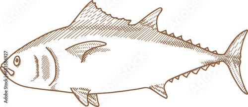 Hand Drawn Illustration Of Tuna Fish