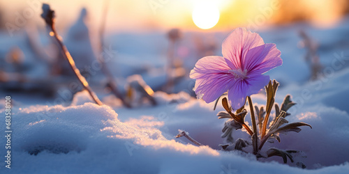 The resilience of a purple flower, standing out in a snowy landscape at dawn photo