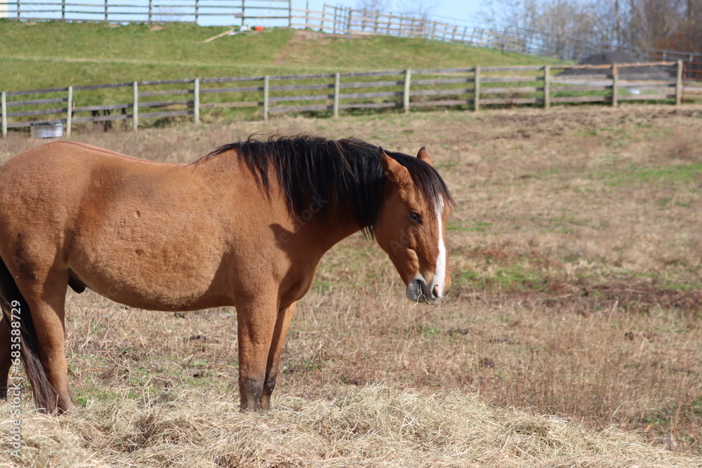 A brown horse grazing in front of a fence A brown horse grazing in front of a fence