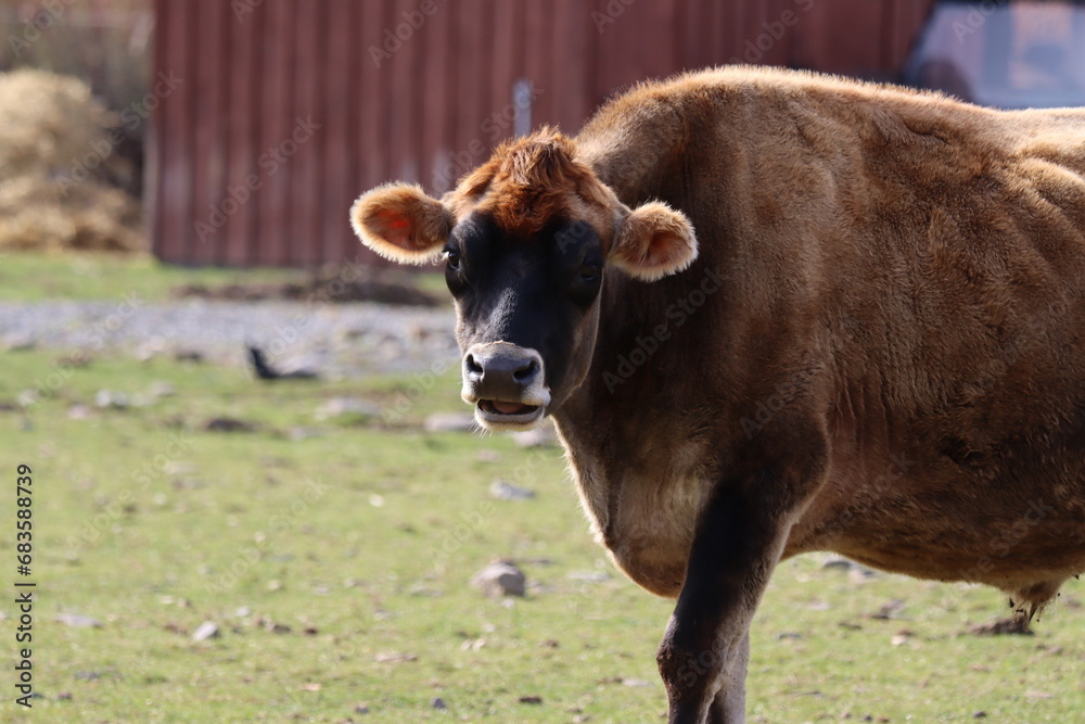 Closeup of a furry brown cow on a farm Closeup of a furry brown cow on a farm