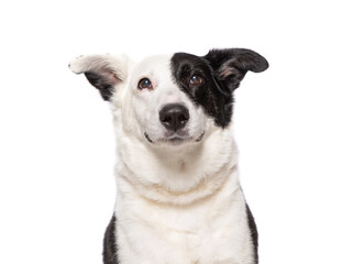 studio photo of a cute dog in front of an isolated background