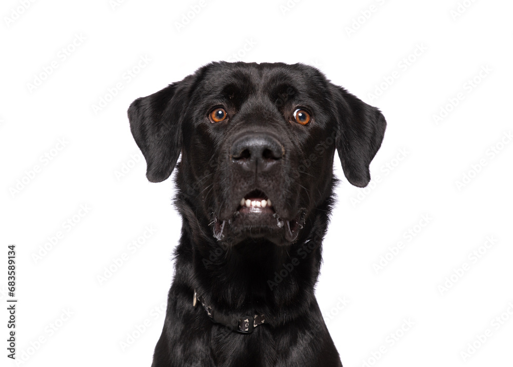 studio photo of a cute dog in front of an isolated background studio photo of a cute dog in front of an isolated background