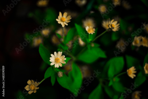  Pretty yellow petite petals of Creeping daisy on dark green leaves, known as many name on located area are Singapore daisy, Trailing daisy, Creeping ox-eye, Climbing wedelia and Rabbits paw, flowerin photo