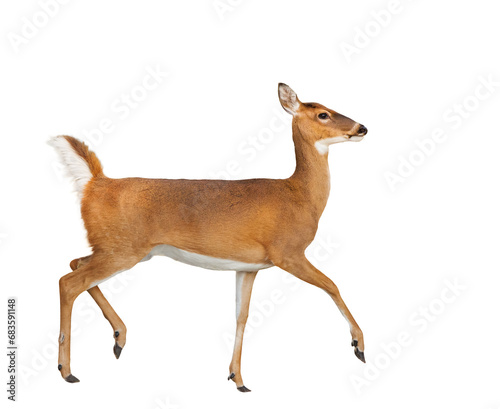 A white-tailed deer (Odocoileus virginianus) prancing — transparent PNG isolated from my photo. Asset for design and art projects.