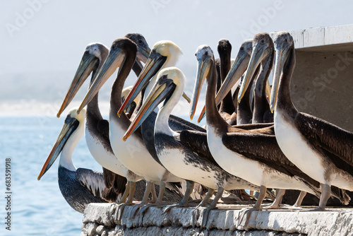 Bandado de Pelicanos peruano en un puerto de Chile
