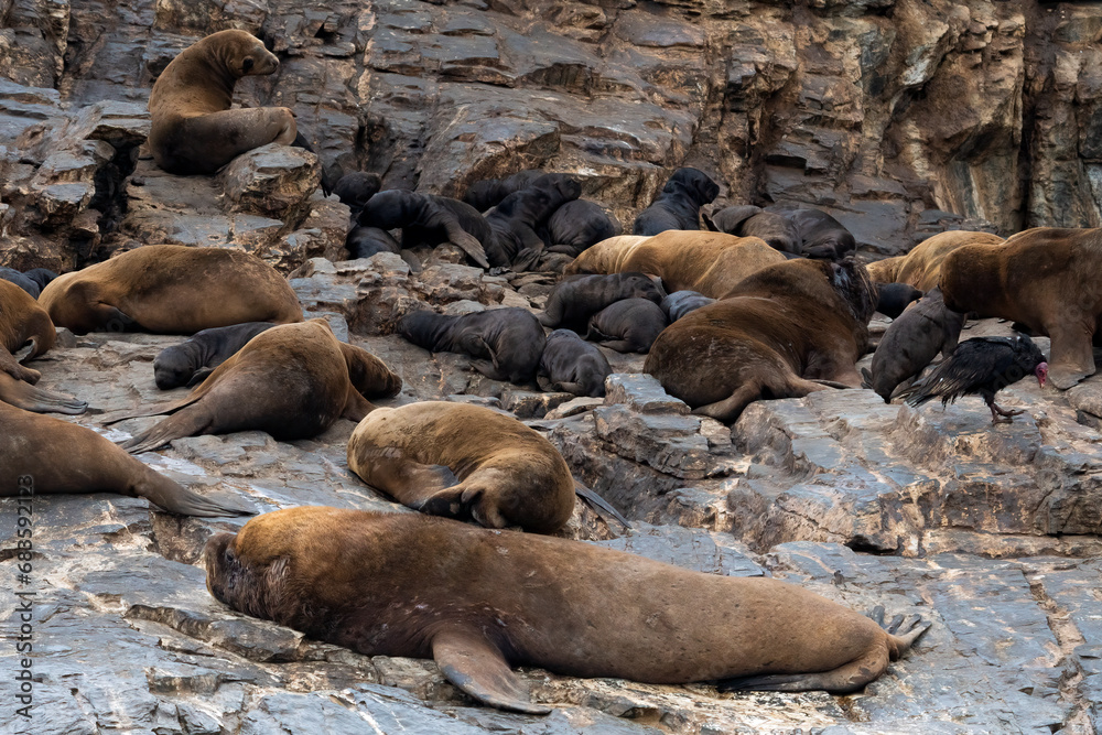 Fototapeta premium manada de Lobos marinos durmiendo