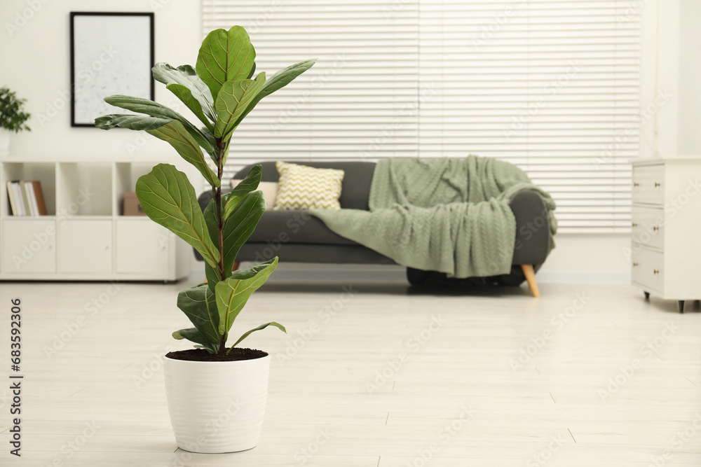 Fiddle Fig or Ficus Lyrata plant with green leaves in room, space for text
