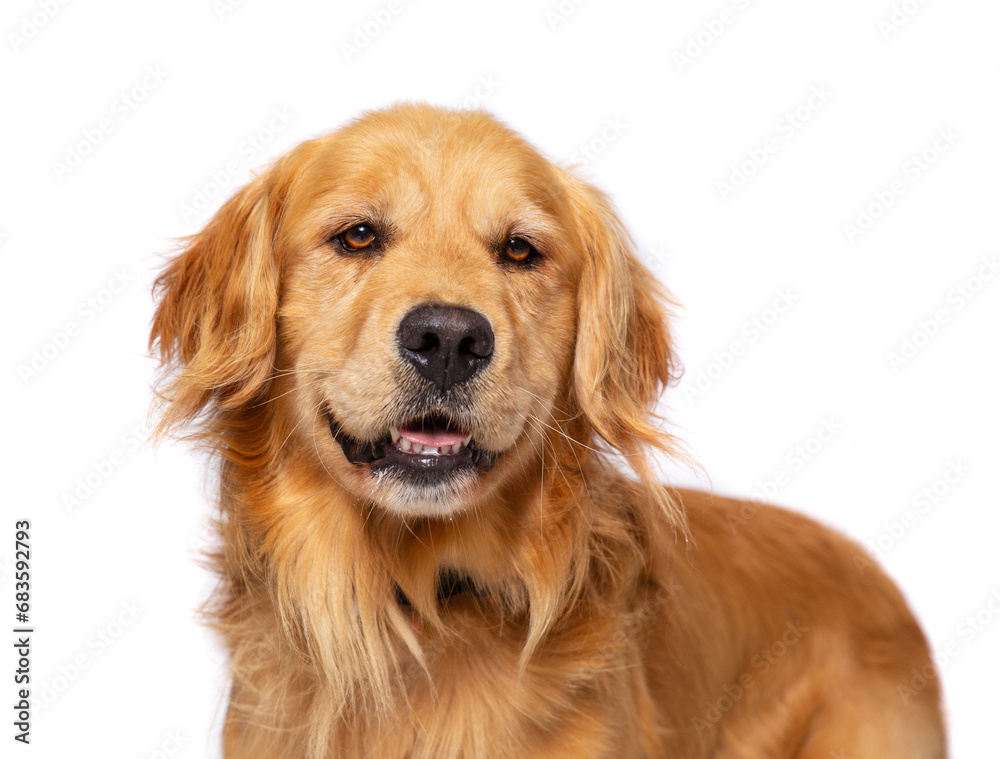 studio photo of a cute dog in front of an isolated background studio photo of a cute dog in front of an isolated background