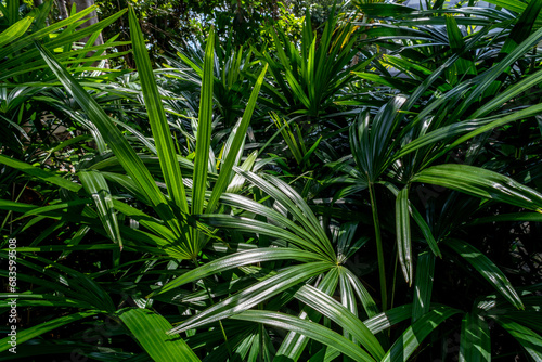 Lush foliage in a tropical jungle in Thailand