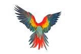 Beautiful feathers on the back of Scarlet macaw isolated on transparent background png file