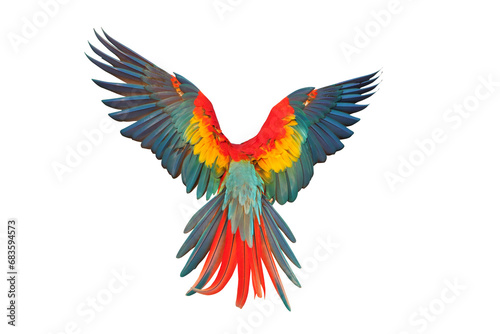 Beautiful feathers on the back of Scarlet macaw isolated on transparent background png file