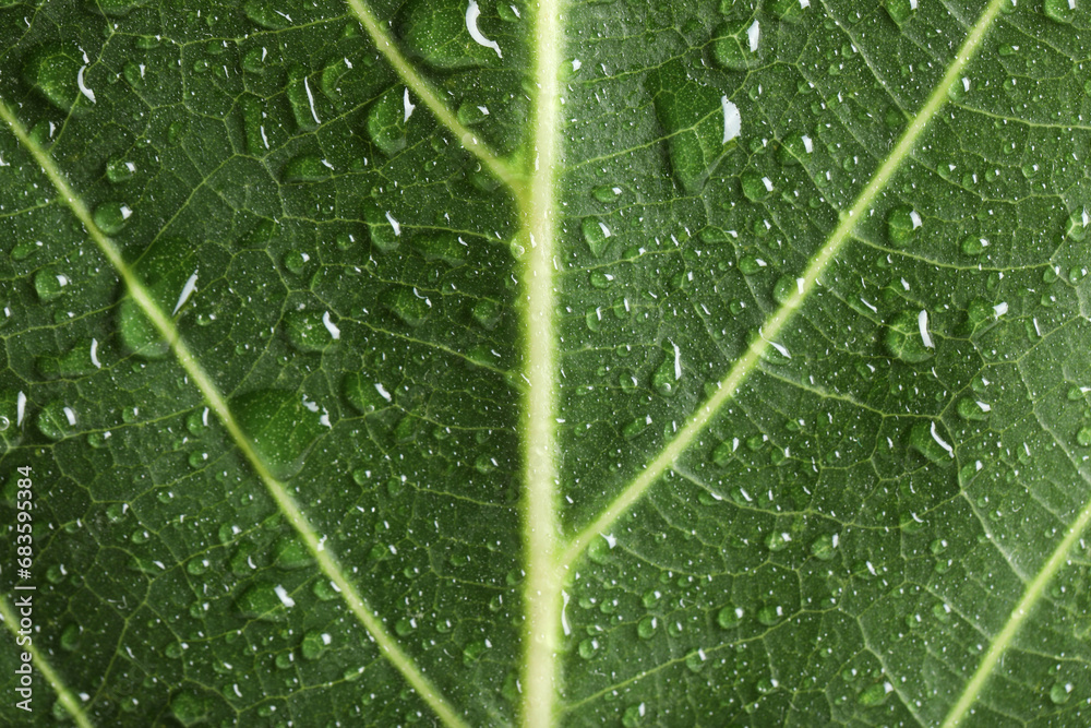 Macro photo of green leaf with water drops Macro photo of green leaf with water drops