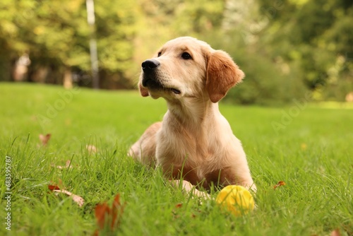 Cute Labrador Retriever puppy playing with ball on green grass in park