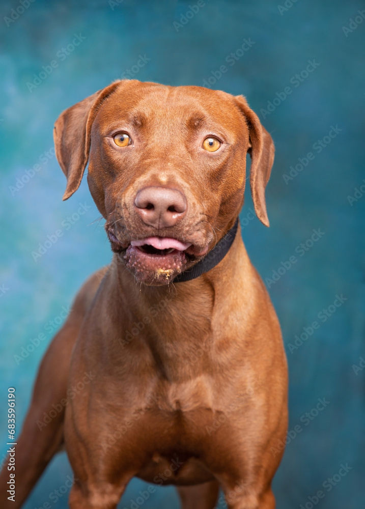 studio photo of a cute dog in front of an isolated background studio photo of a cute dog in front of an isolated background