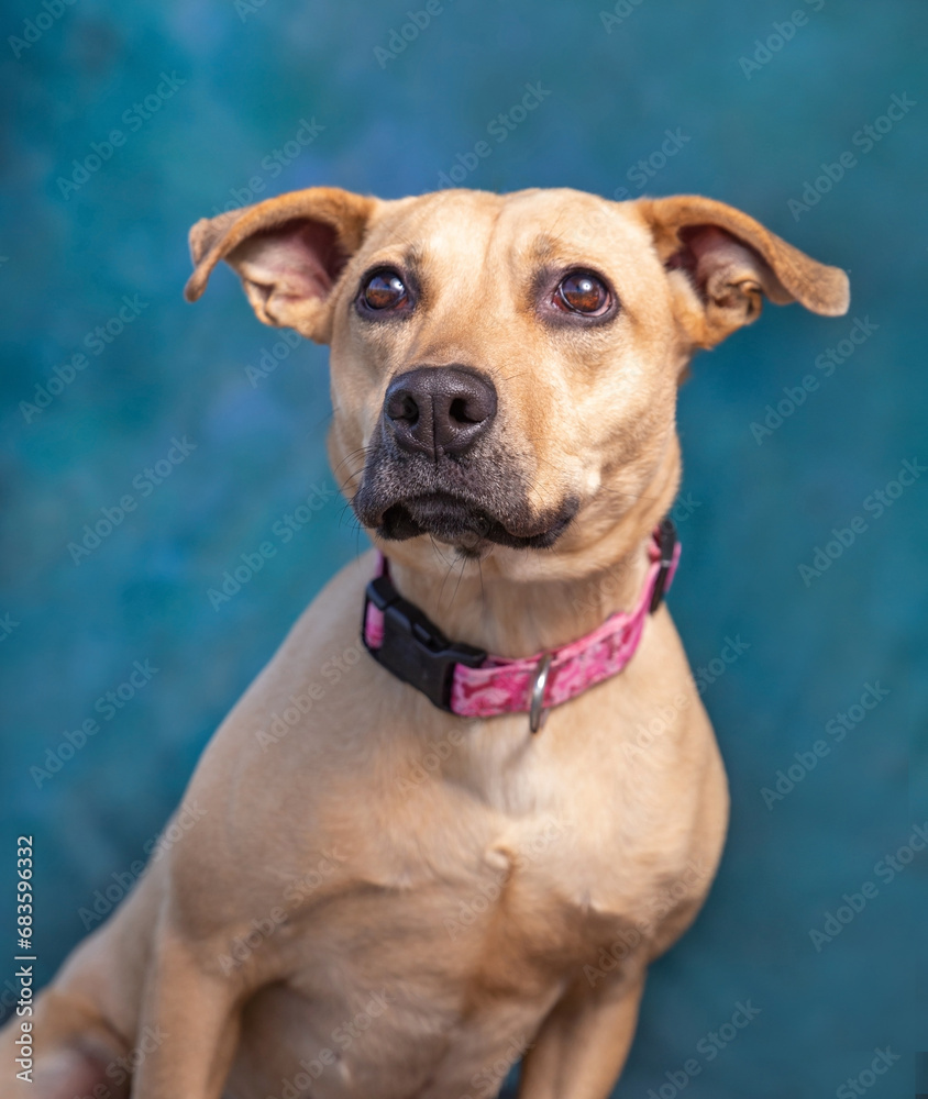 studio photo of a cute dog in front of an isolated background studio photo of a cute dog in front of an isolated background
