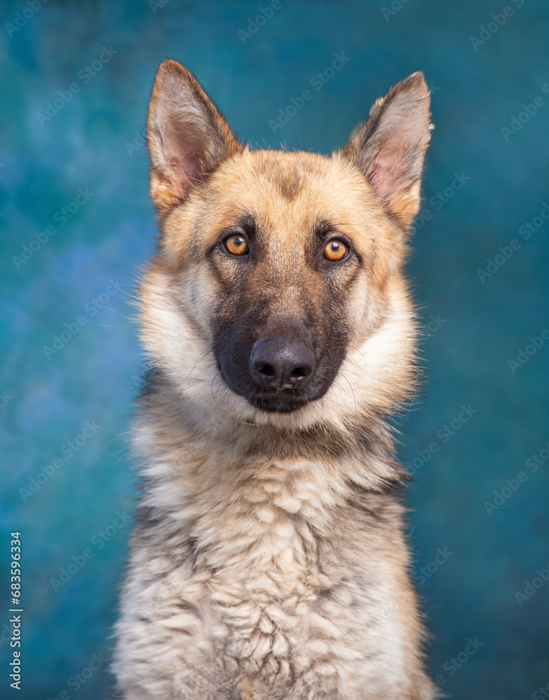 studio photo of a cute dog in front of an isolated background studio photo of a cute dog in front of an isolated background