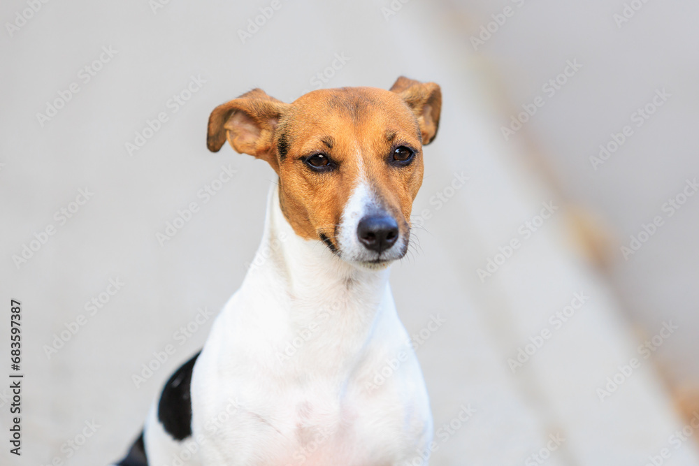 Cute dog of the Jack Russell Terrier breed close-up. Pet portrait with selective focus and copy space