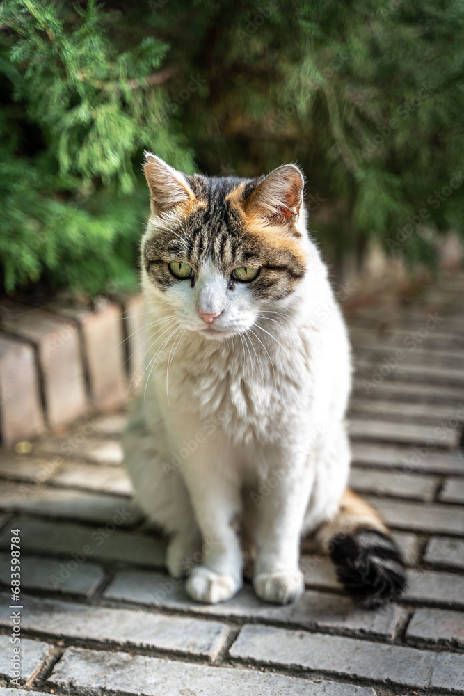 Old cat, aging, vicissitudes of life, pet cat, sick cat Old cat, aging, vicissitudes of life, pet cat, sick cat