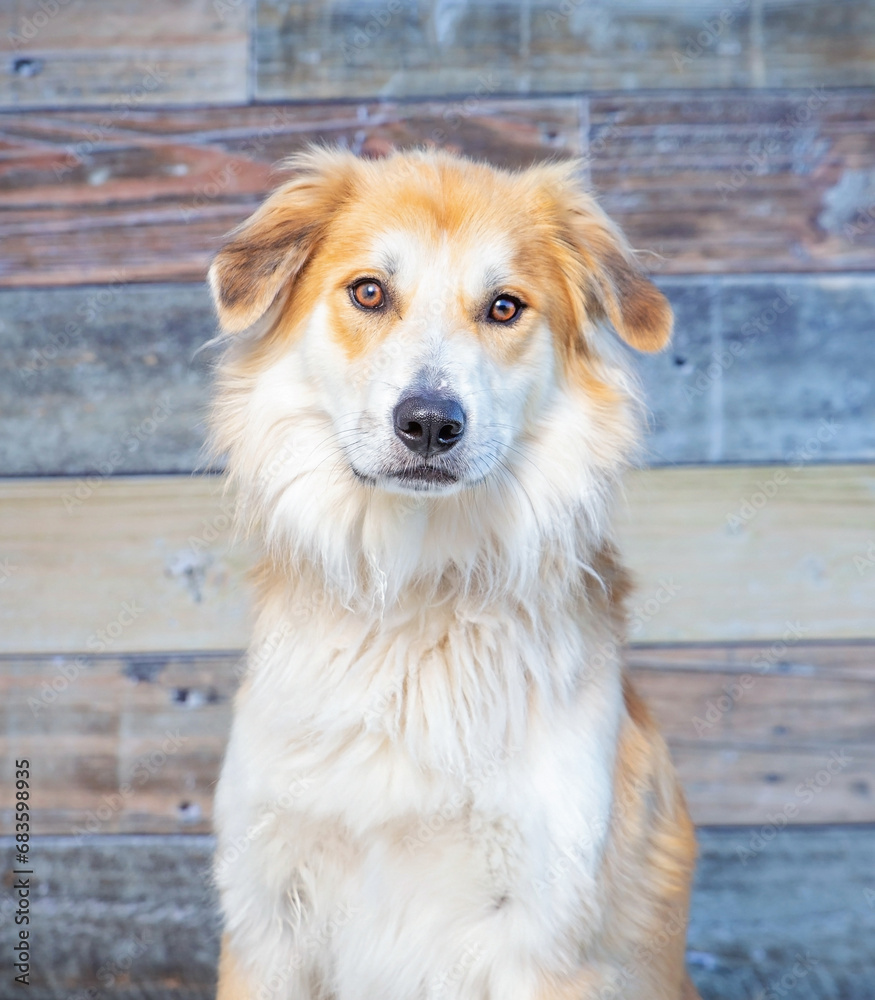 Cute photo of a dog in a studio shot on an isolated background Cute photo of a dog in a studio shot on an isolated background