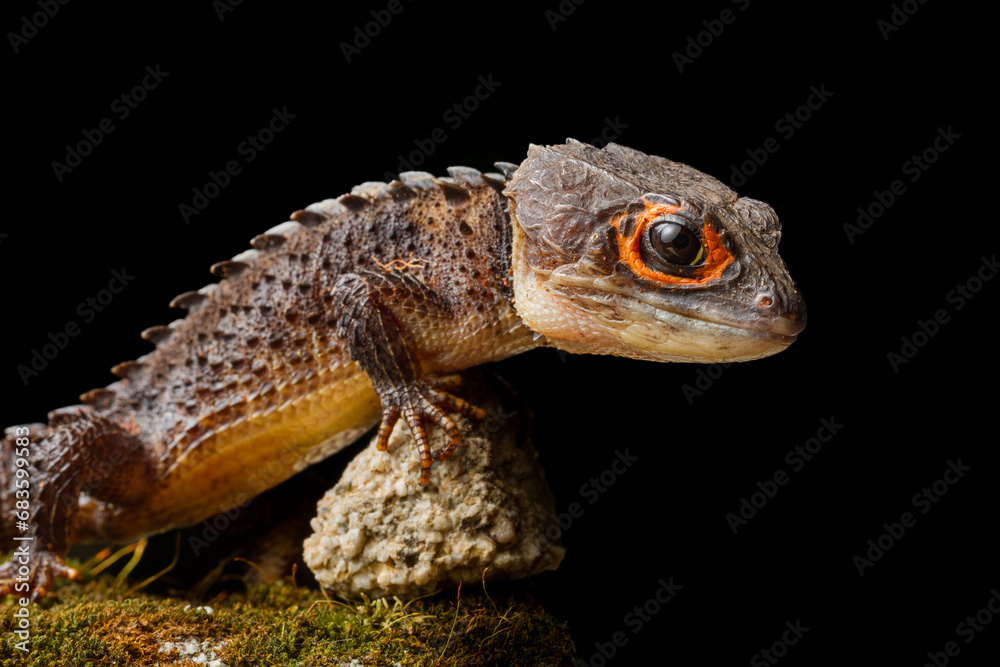 Red eyed crocodile skink (Tribolonotus Gracilis) animal closeup, kadal buaya bermata merah Red eyed crocodile skink (Tribolonotus Gracilis) animal closeup, kadal buaya bermata merah