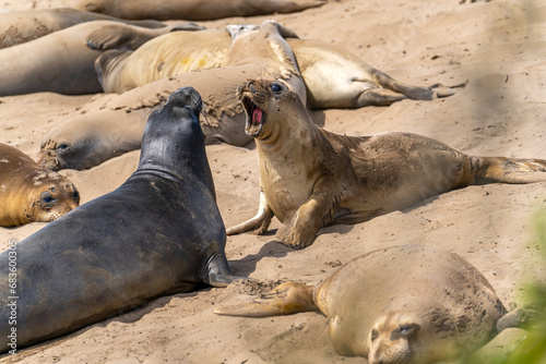 Elephant seals roar at each other, Point Reyes, California