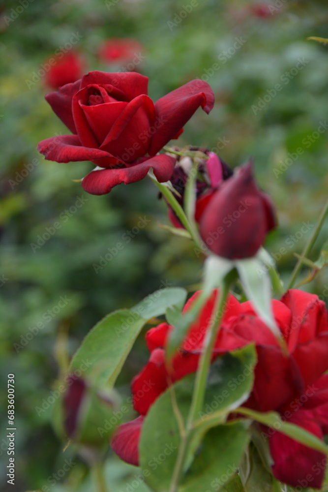 赤い薔薇 赤い薔薇