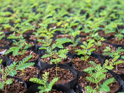 Sengon (Albizia falcataria) seedling  grow well in the nursery in Yogyakarta, Indonesia photo