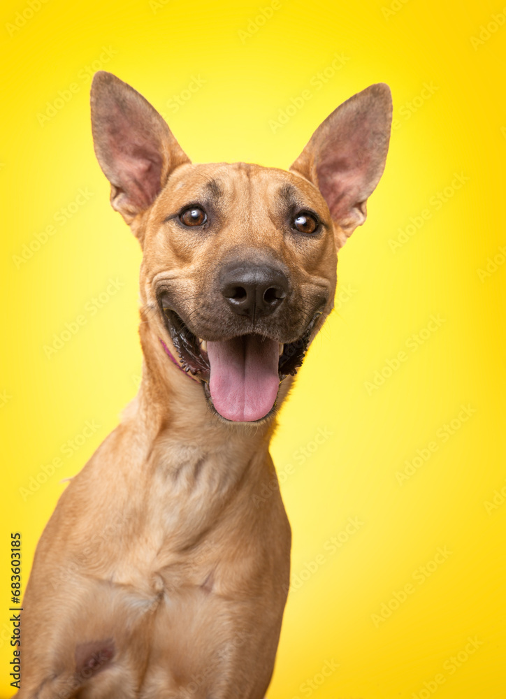 studio photo of a cute dog in front of an isolated background studio photo of a cute dog in front of an isolated background